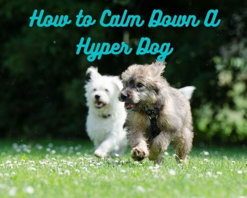 two-race-dogs-750570_1920_82f4fde2-ff22-4a23-9a05-606e48993c19 ...