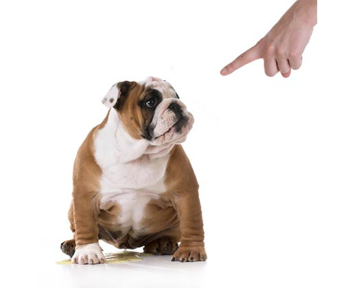 submissive urination in dogs